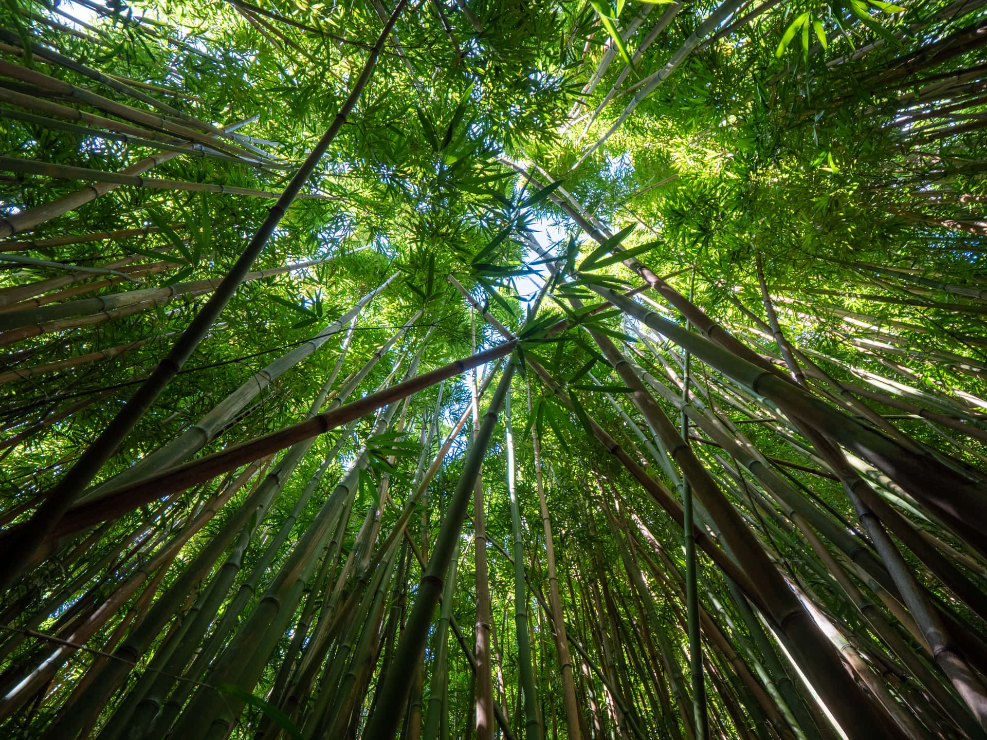 A Peaceful Bamboo Forest In China Background