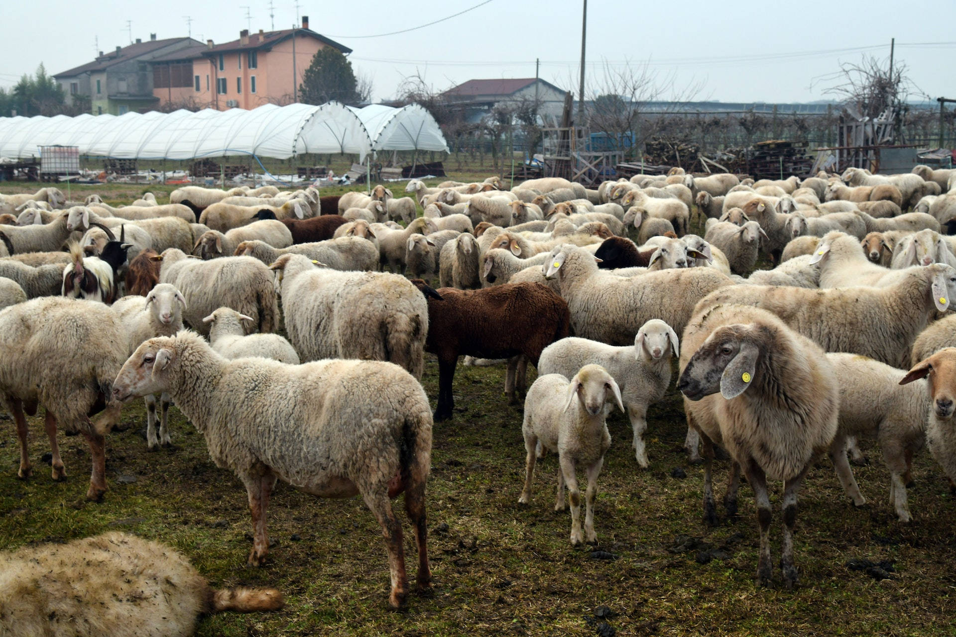 A Peaceful Grazing Herd Of Sheep On A Sunny Farm Day Background