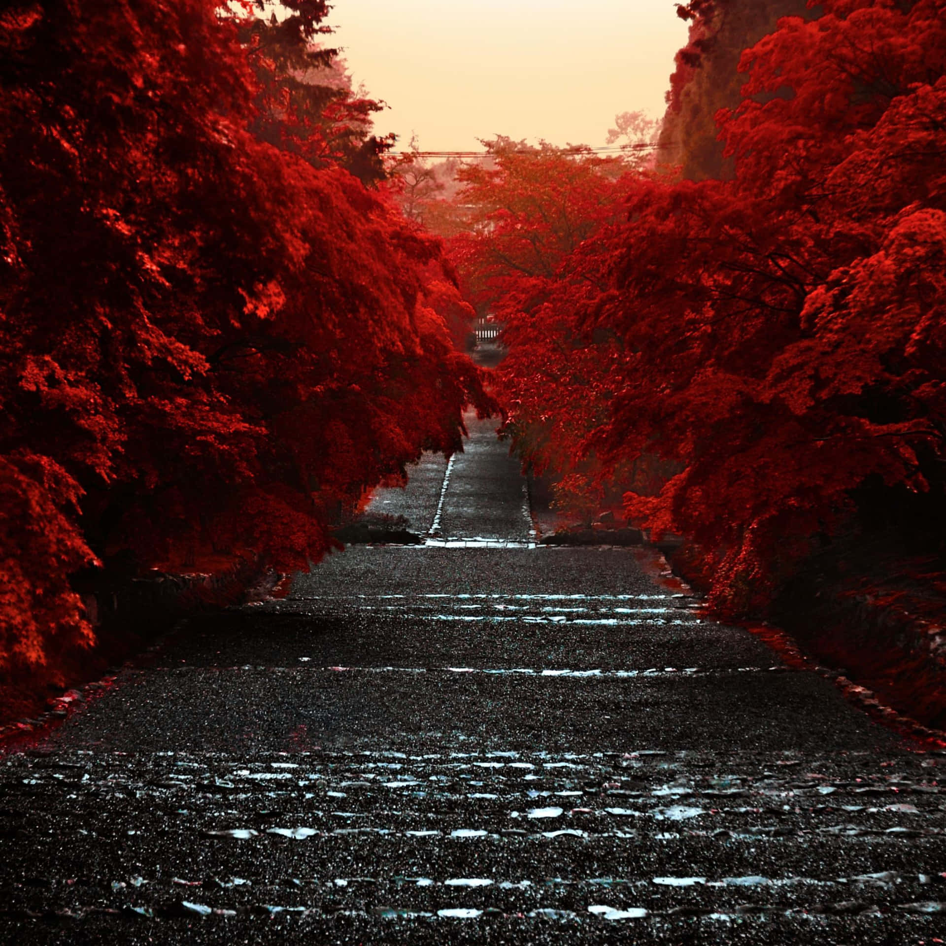 A Peaceful Japanese Tree In Autumn