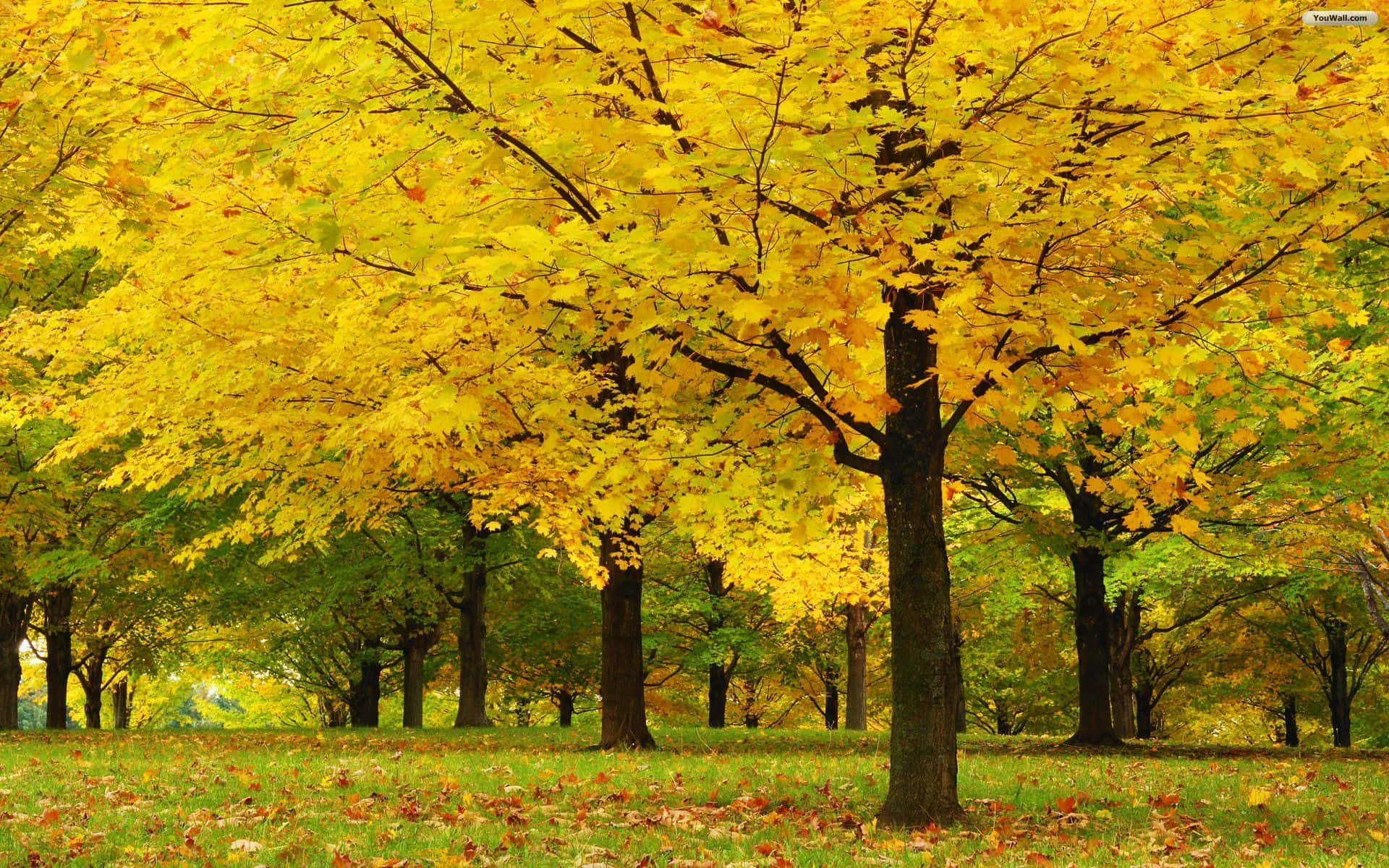 A Peaceful Living Encountered Among The Trees Background