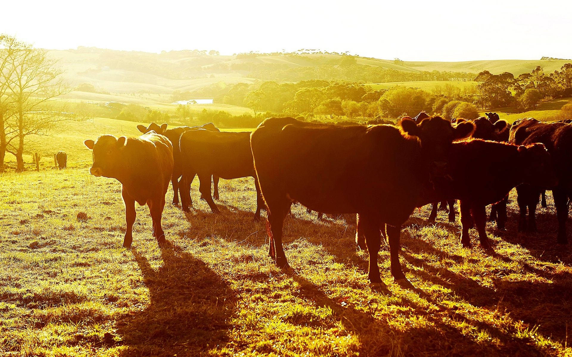 “a Peaceful Moment Between A Herd Of Cows In A Stunning Sunset” Background