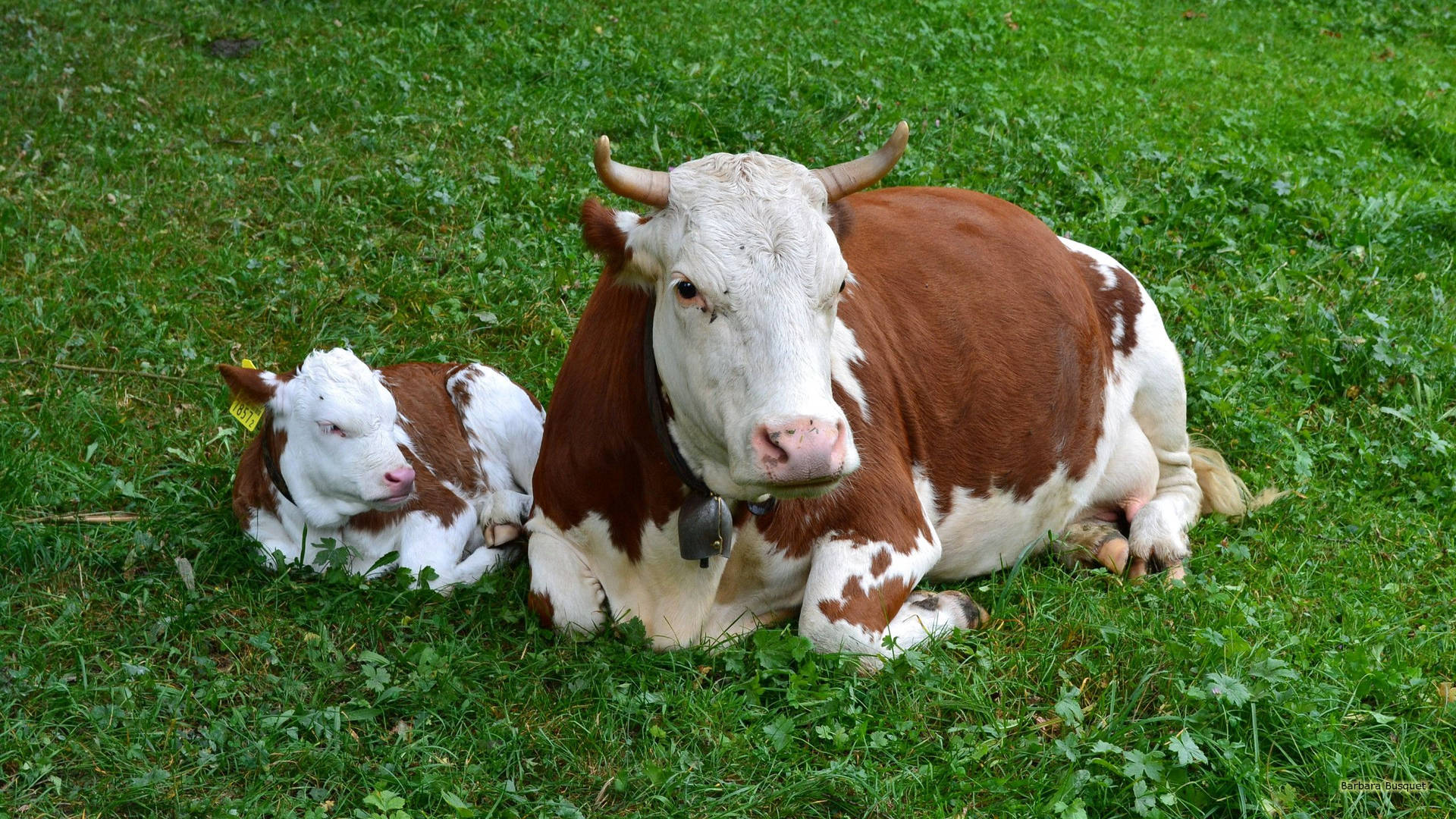 A Peaceful Moment Between A Mother Cow And Her Calf Background