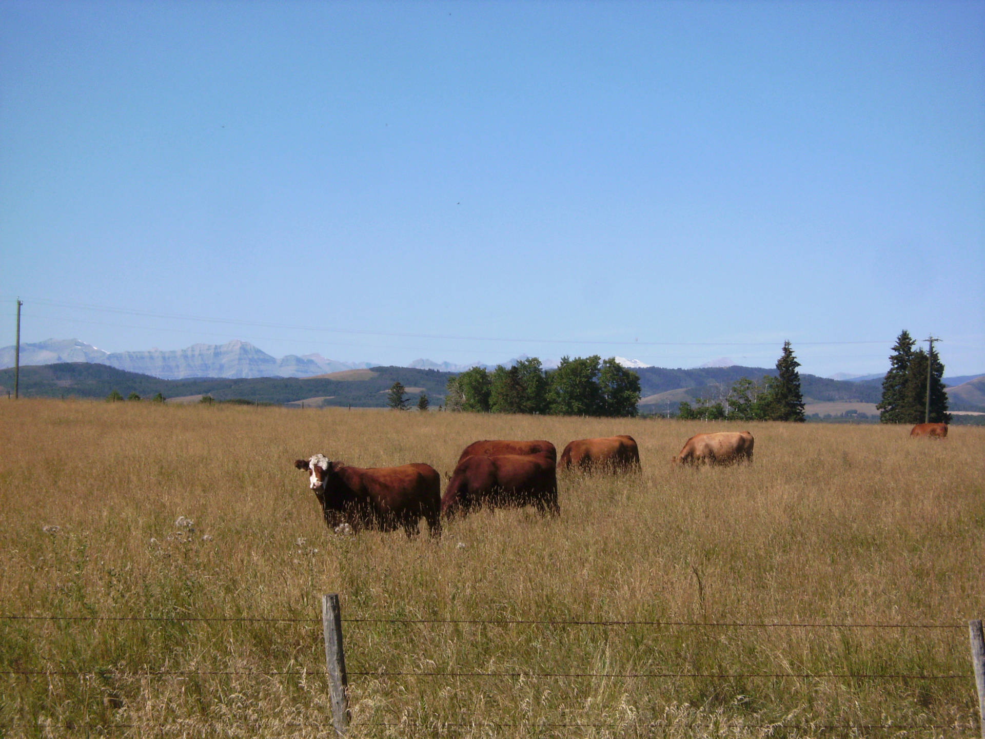 A Peaceful Moment With Cows Grazing In A Wheat Field Background