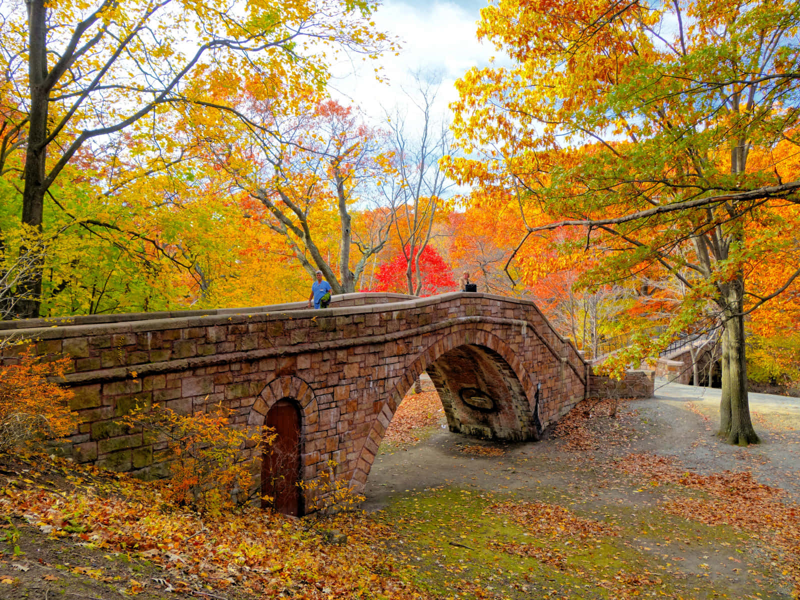 A Peaceful New England Autumn Forest In Blazing Colors. Background