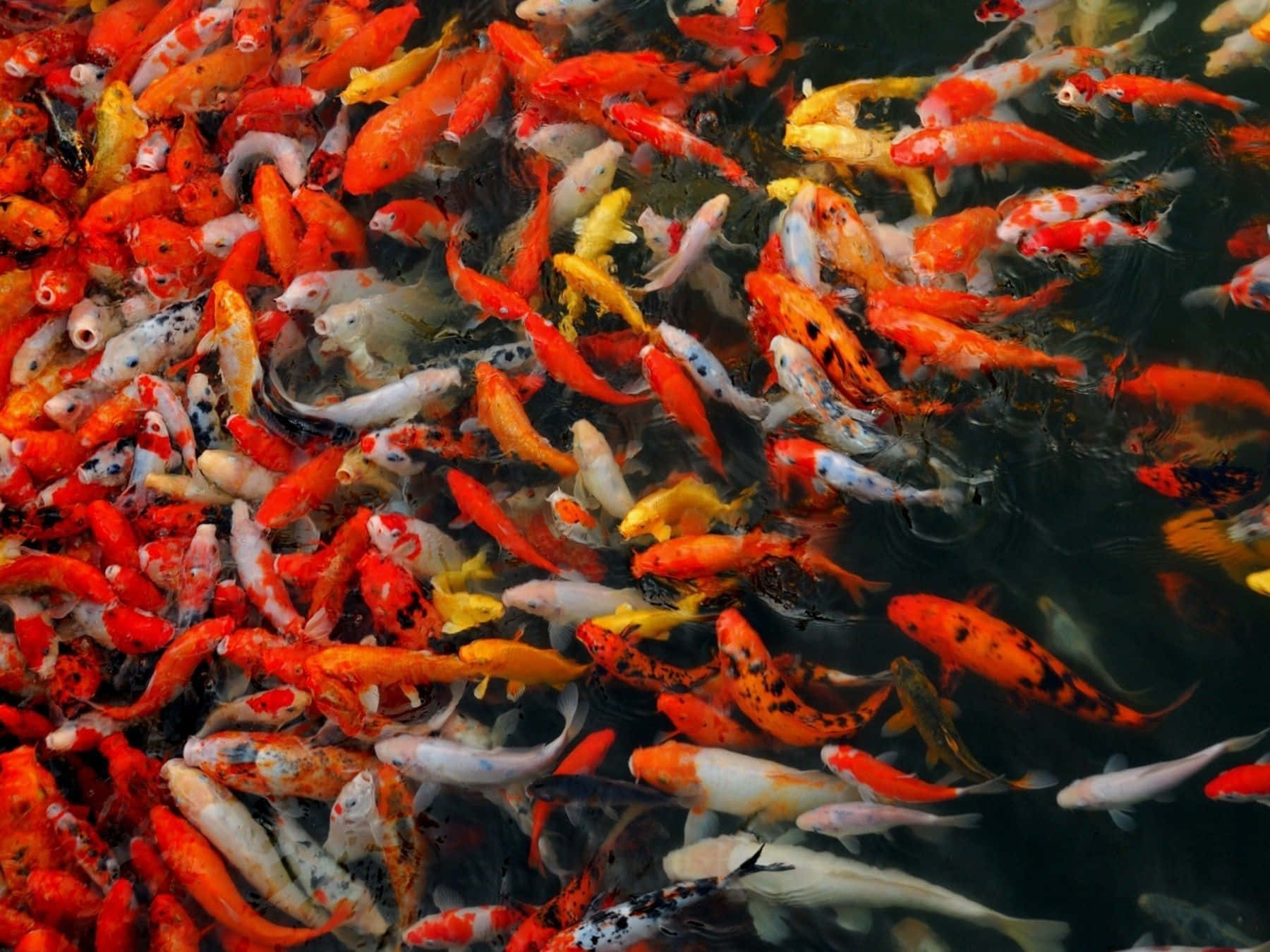 A Peaceful Pond Of Brightly Colored Koi Fish