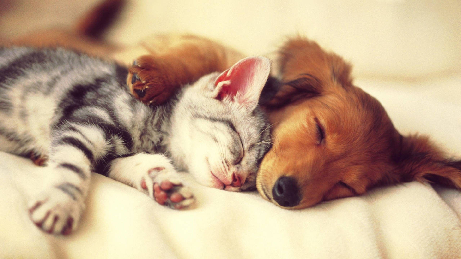 A Peaceful Slumber: Cat And Dog Sleeping Together Background