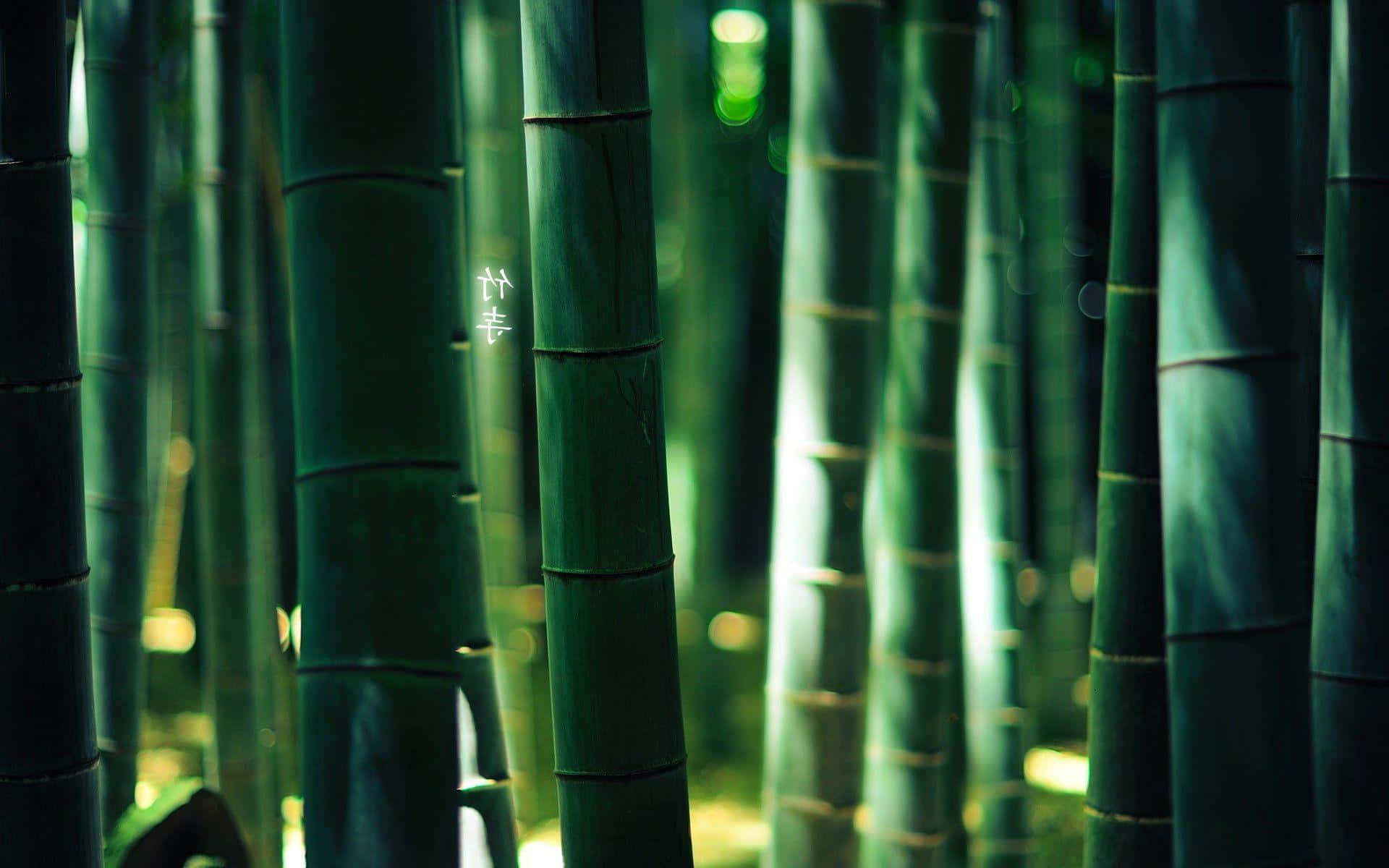 A Peaceful View Of A Desktop Filled With Bamboo.