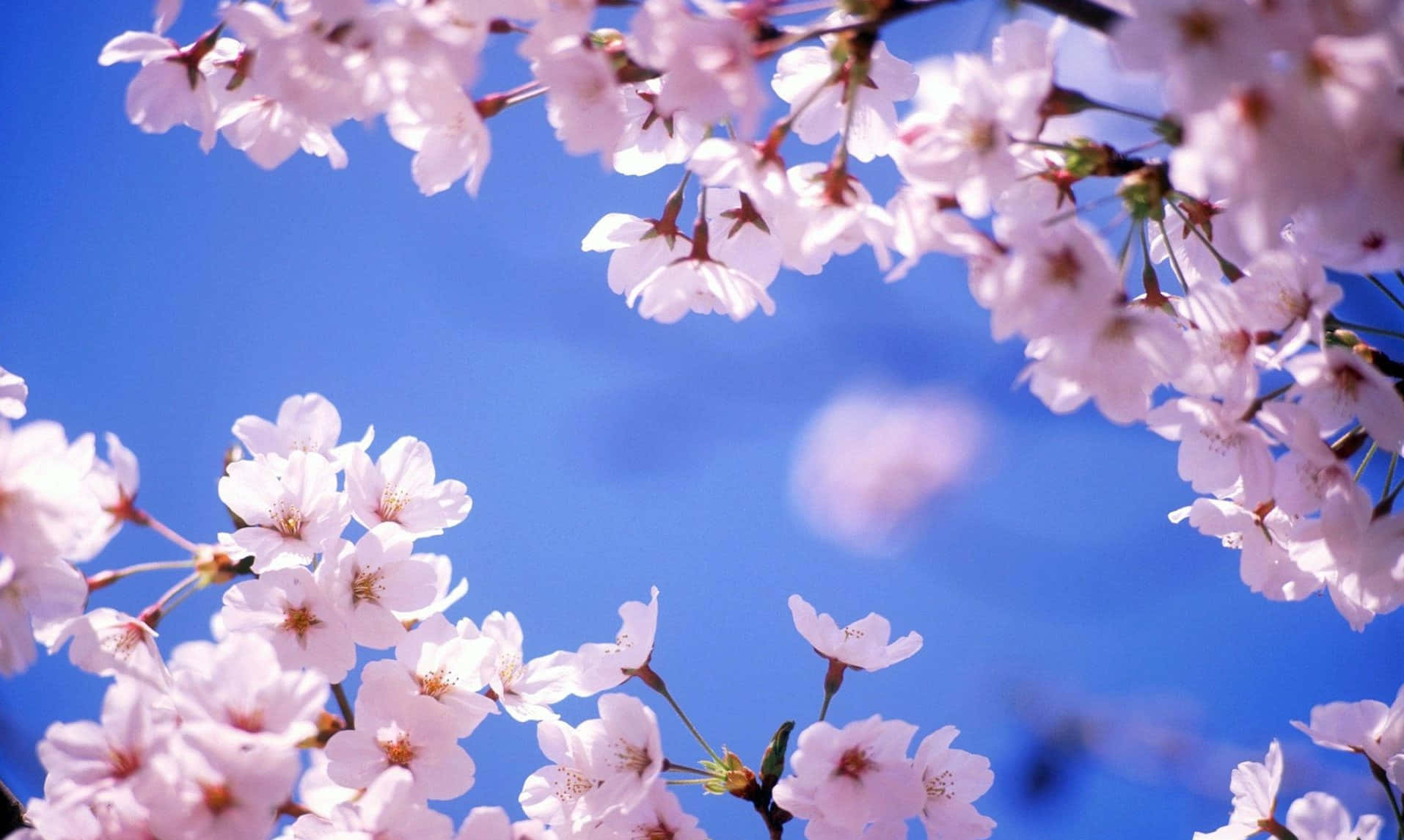 A Peaceful View Of A Sakura Blossom Tree.