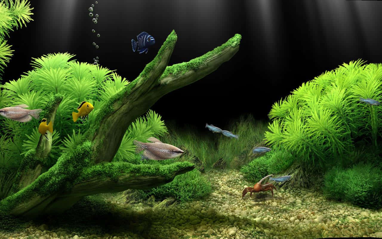 A Peaceful View Of A Vibrant Aquarium Fish Tank Background