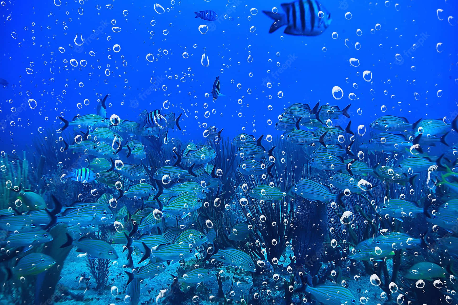 A Peaceful View Of An Underwater Landscape Background