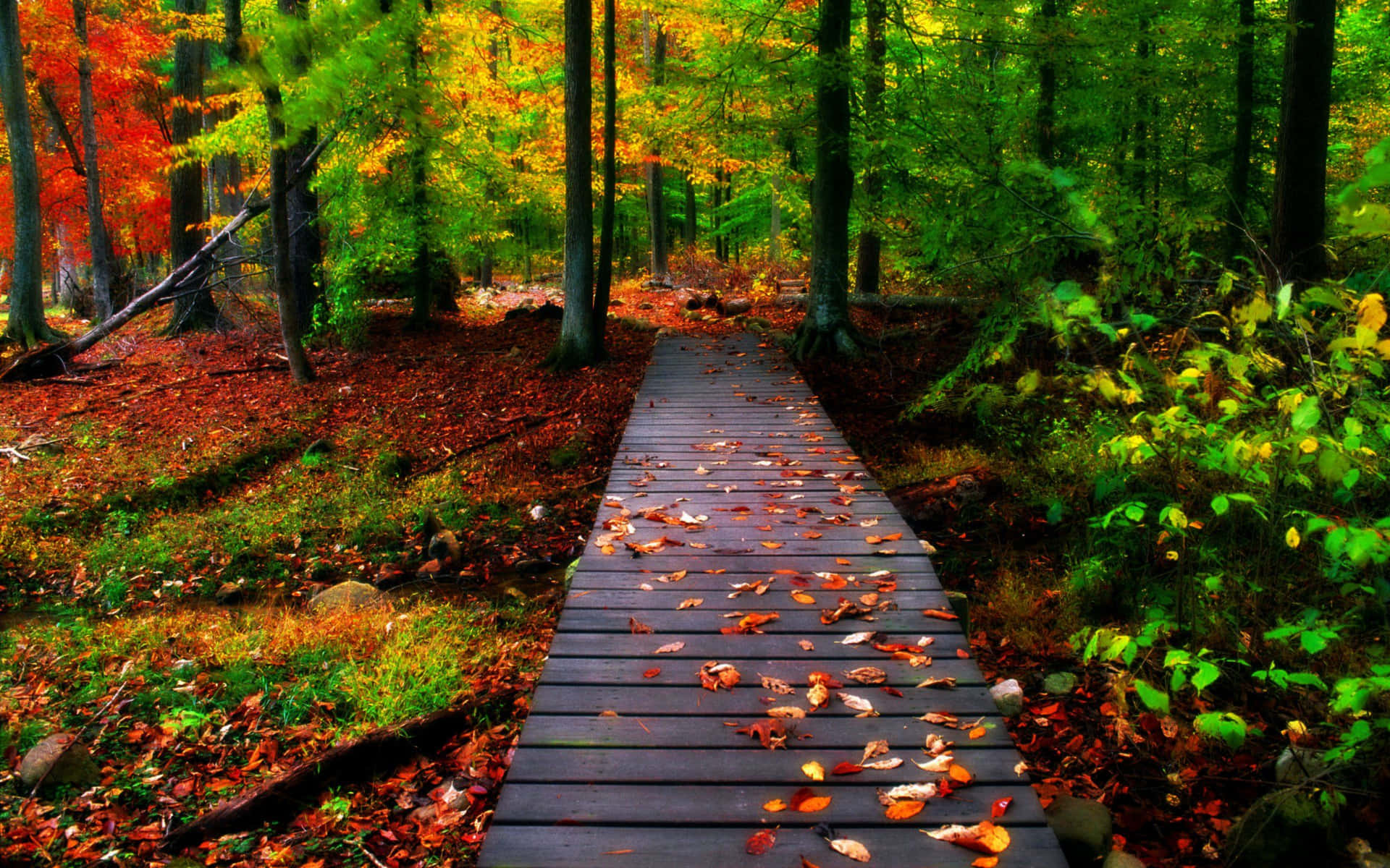 A Peaceful View Of Nature In Fall Background