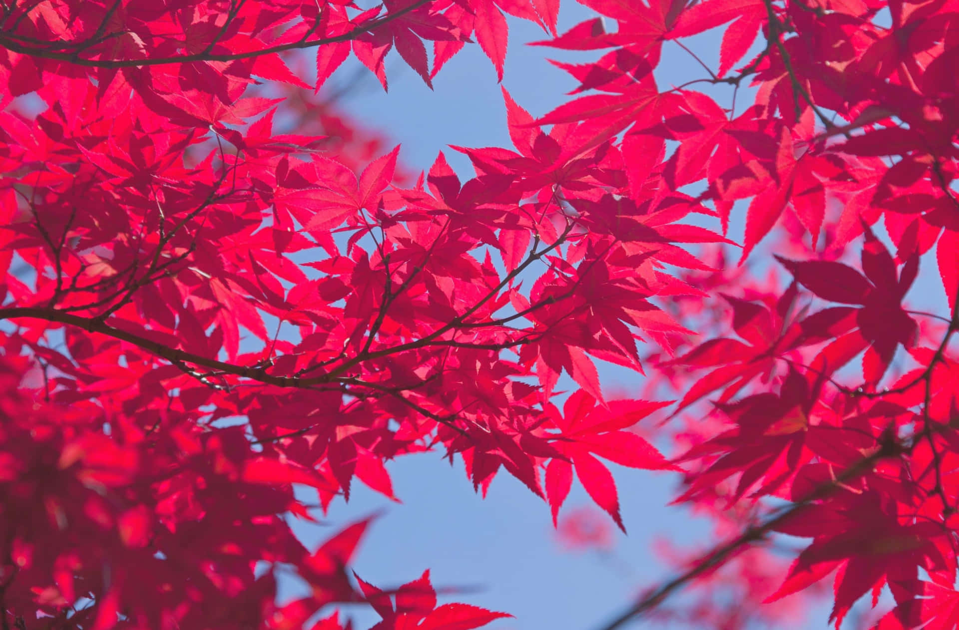 “a Perfect Autumn Day Of Pink Leaves In The Countryside.” Background