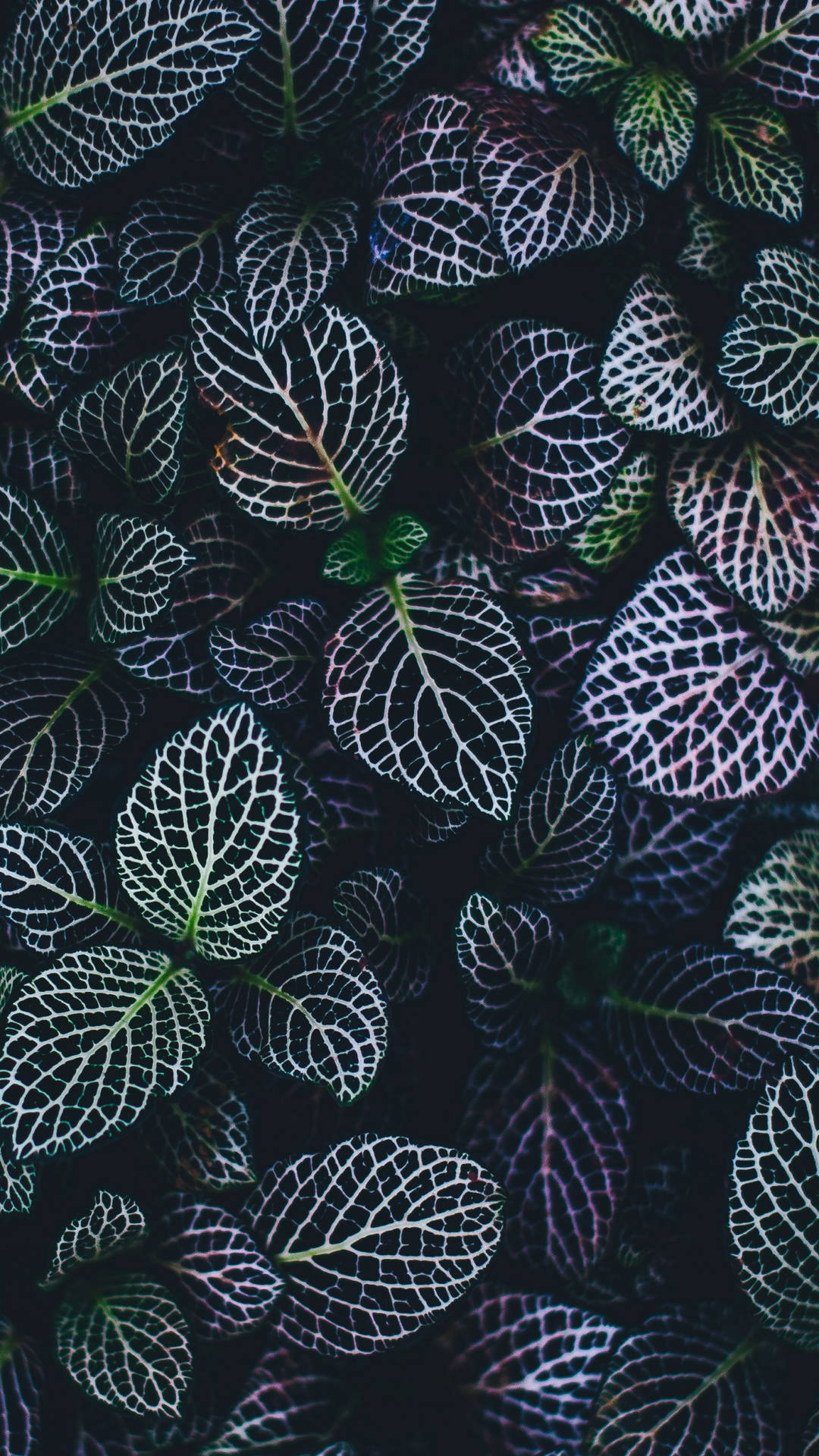 A Perfect Blend Of Nature And Technology - Plant Iphone Background