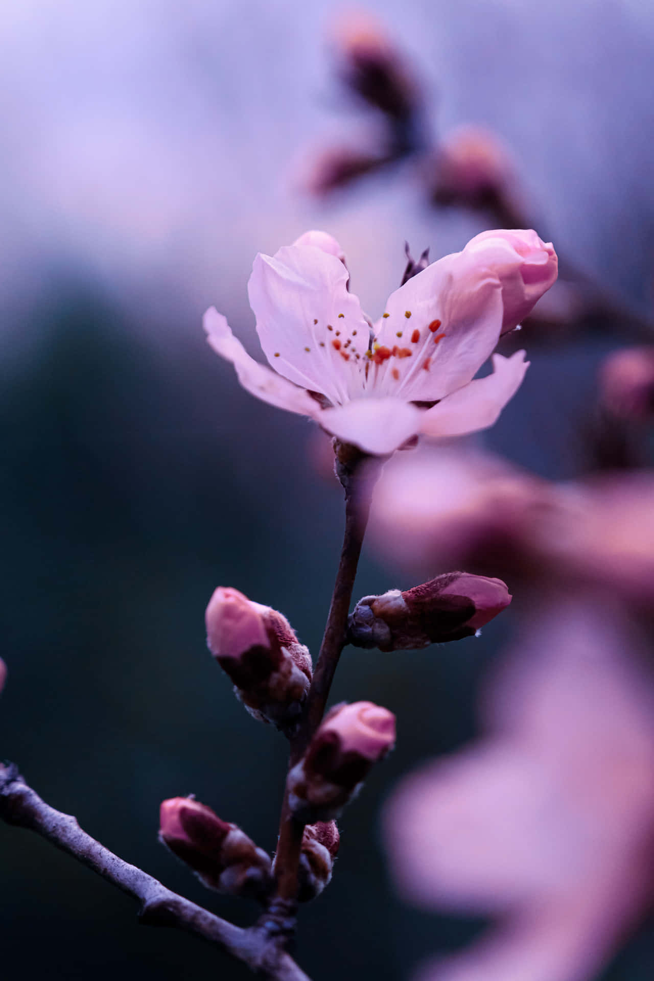 A Perfect Moment Of Peacefulness Amongst The Grace Of Sakura Blossom Background