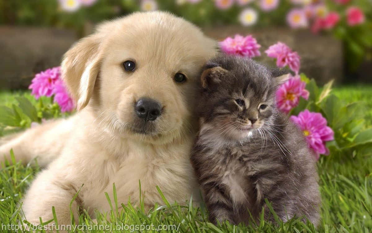 A Perfect Pair: A Kitten And Puppy Enjoy Some Cuddles Background