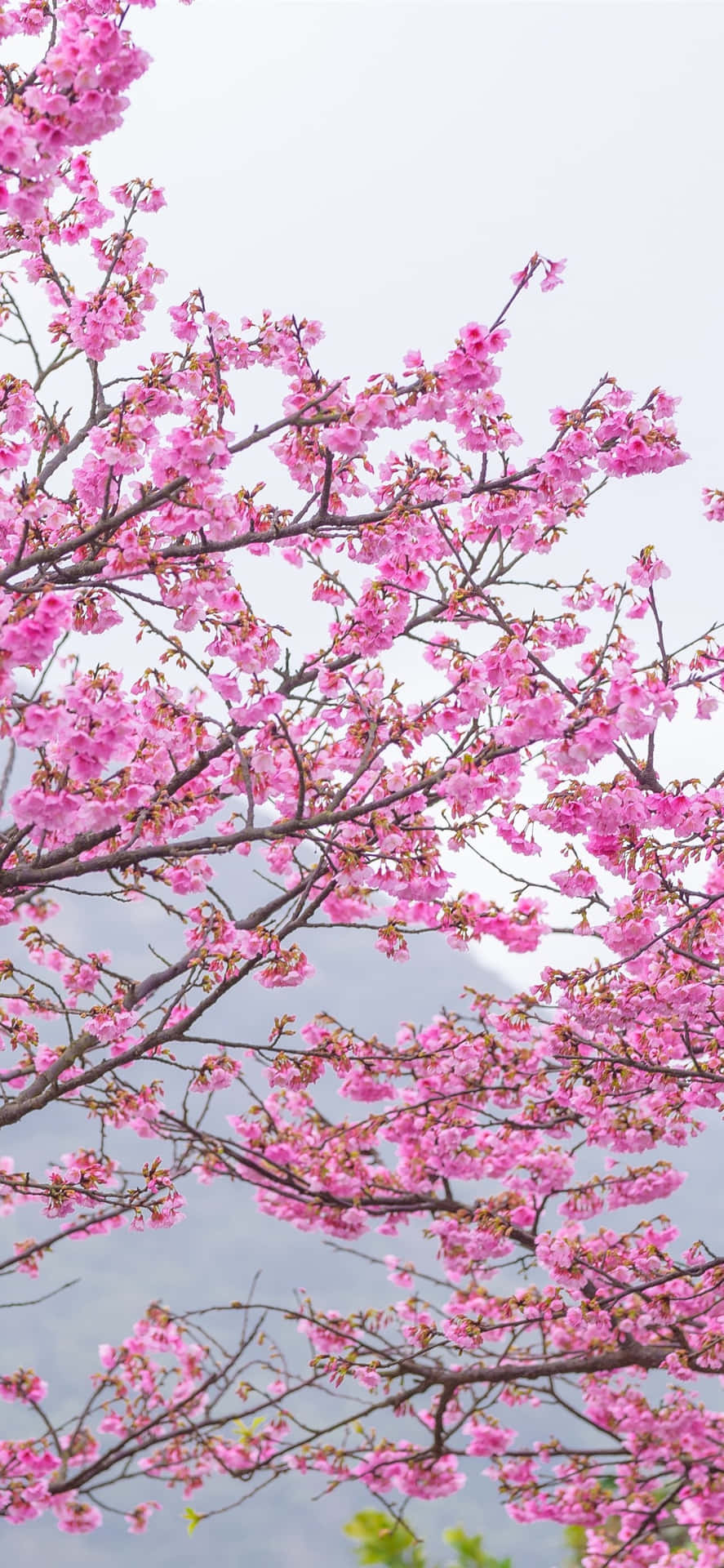 A Perfect Symbol Of Beauty And Renewal, A Pink Cherry Blossom Stands Tall In A Garden Background