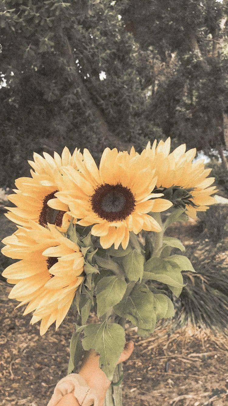 A Person Holding A Bouquet Of Sunflowers Background