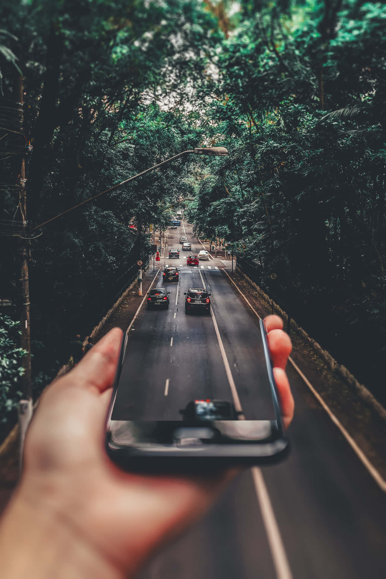 A Person Holding A Cell Phone In Front Of A Tree Background