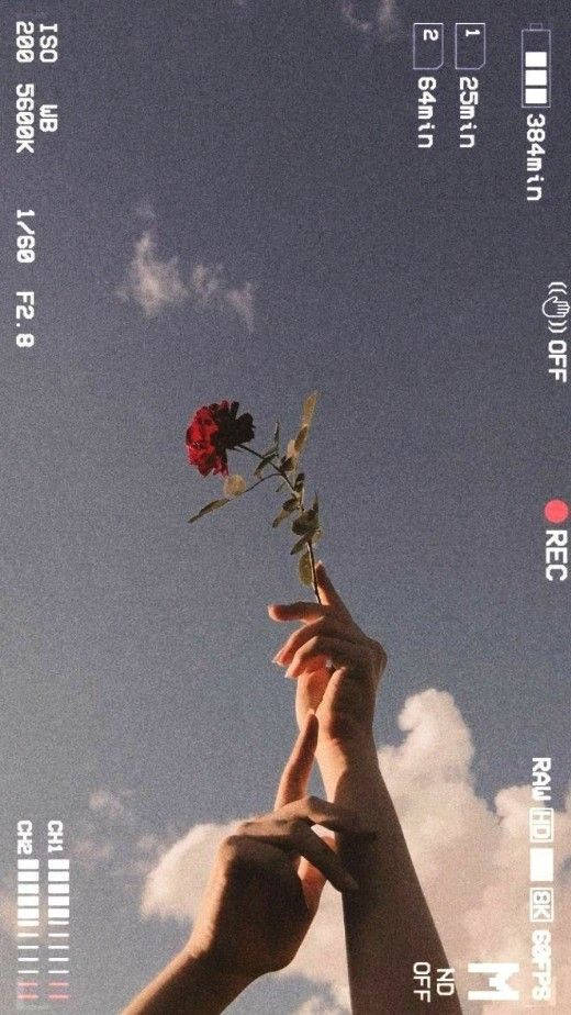 A Person Holding A Flower Up In The Air Background