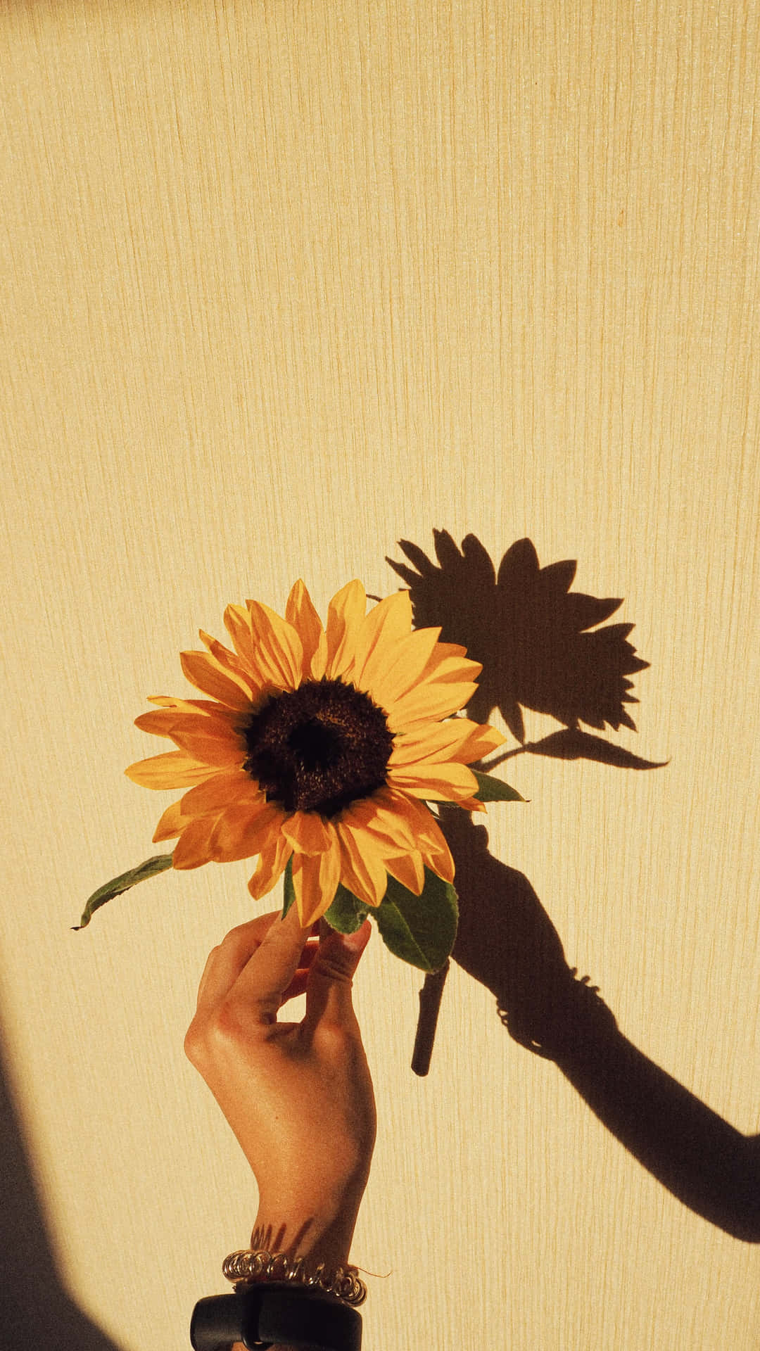 A Person Holding A Sunflower Background