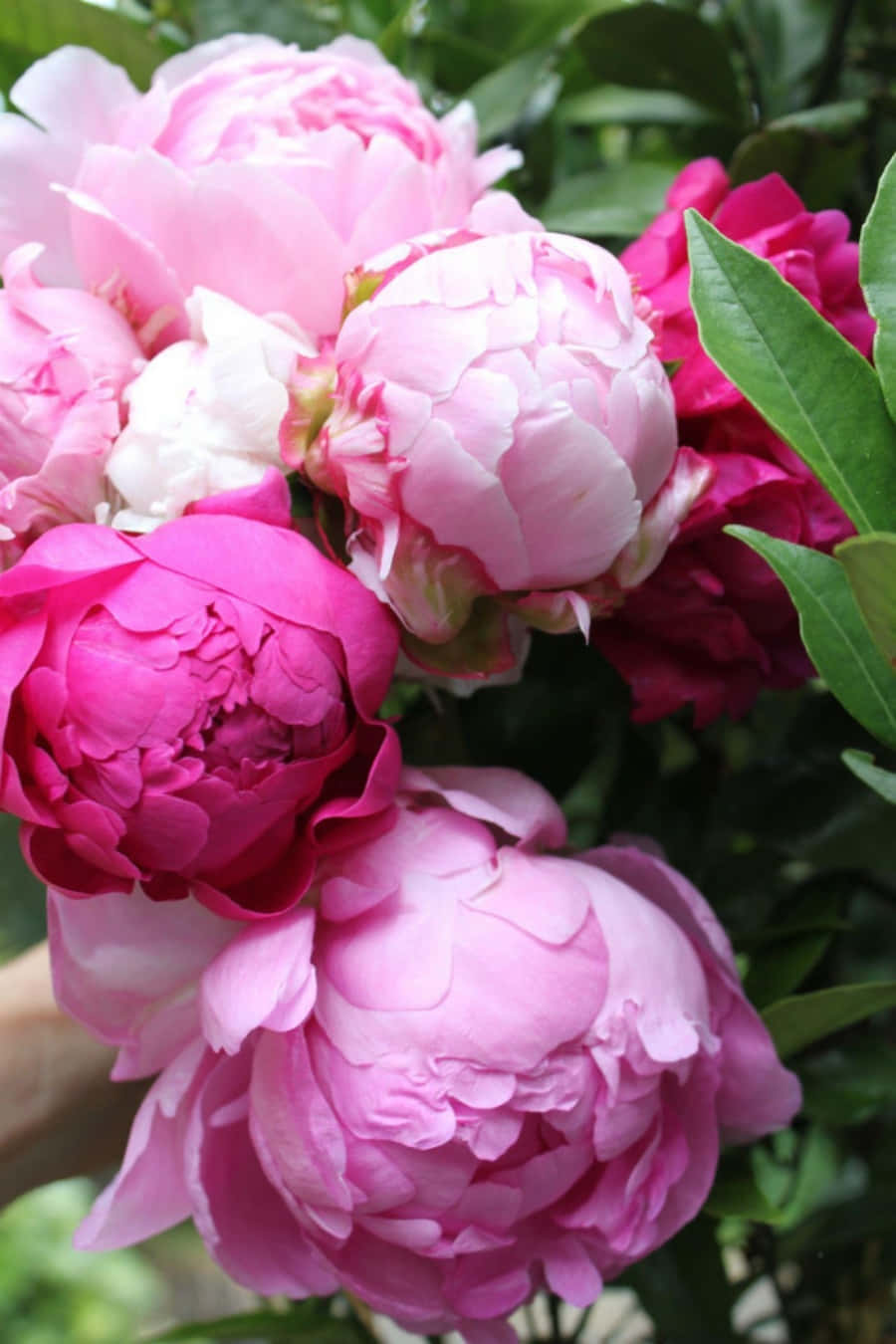 A Person Is Holding A Bunch Of Pink Peonies