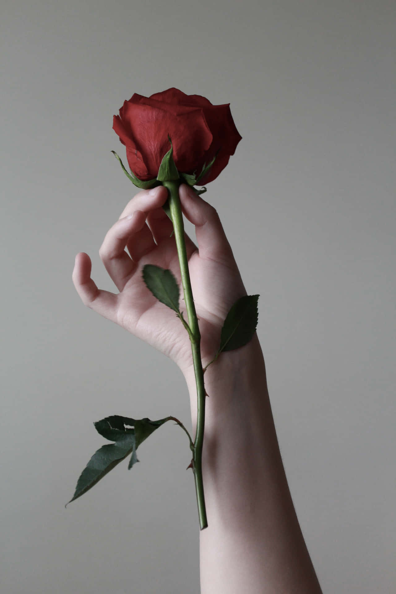 A Person's Hand Holding A Red Rose Background