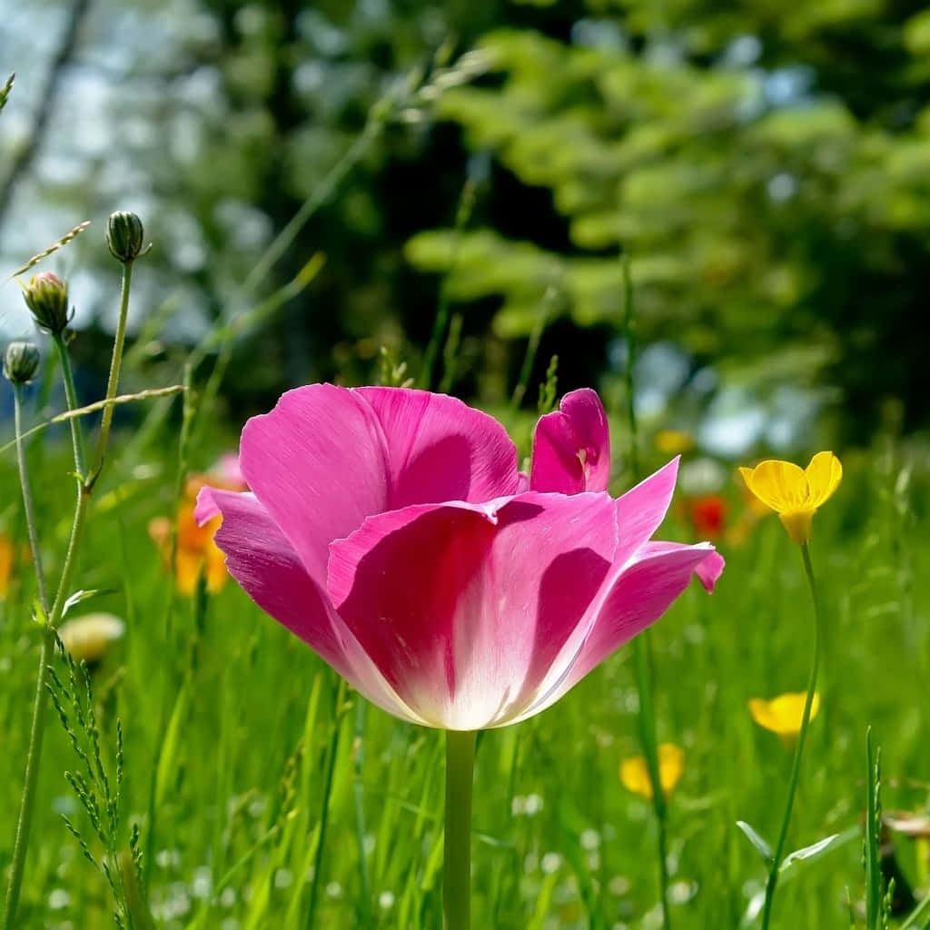 A Personal Gathering Of Blooms Background