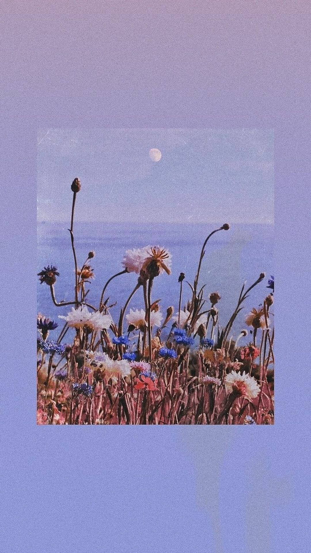 A Photo Of Flowers And The Moon Background