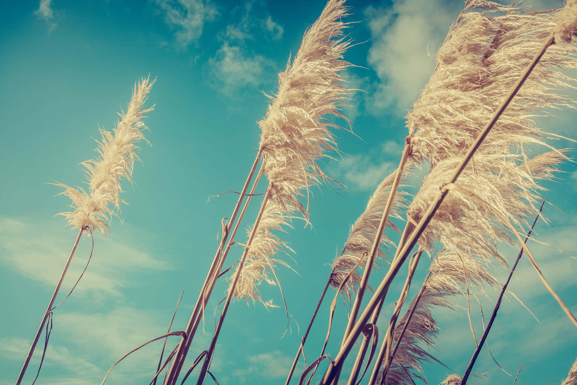 A Photo Of Tall Grasses Against A Blue Sky Background