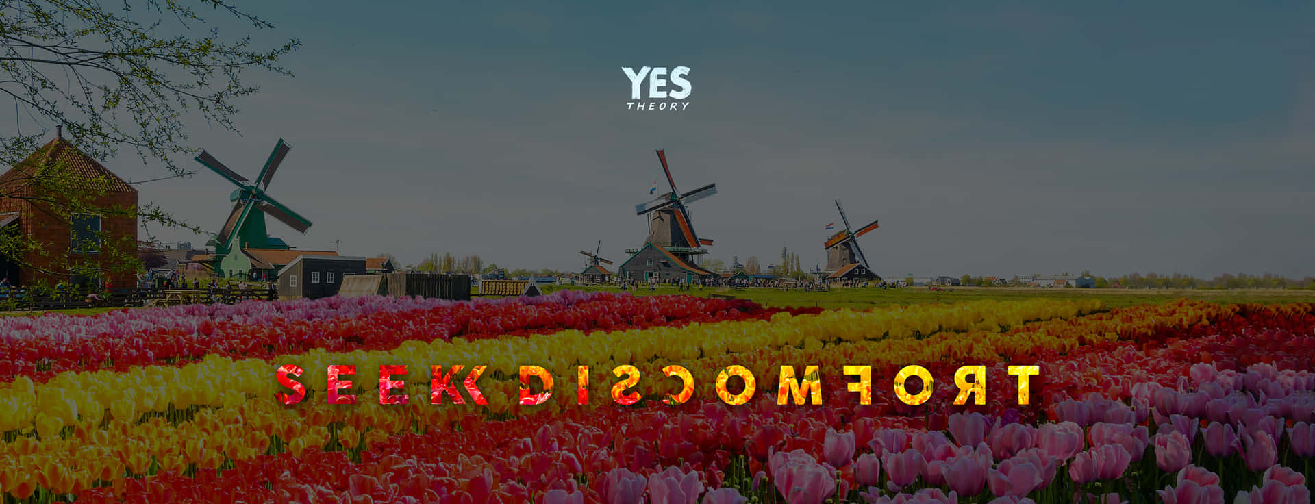 A Photo Of Tulips And Windmills With The Words, Comfort Is Comfort Background