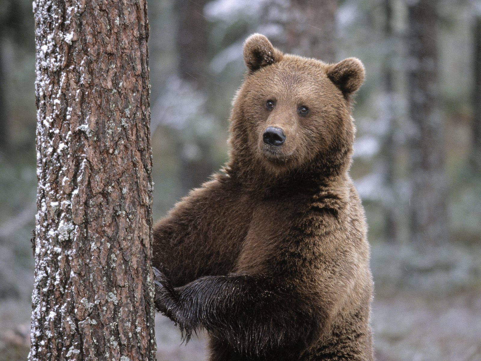 A Photograph Of A Brown Bear Blending Into Its Environment