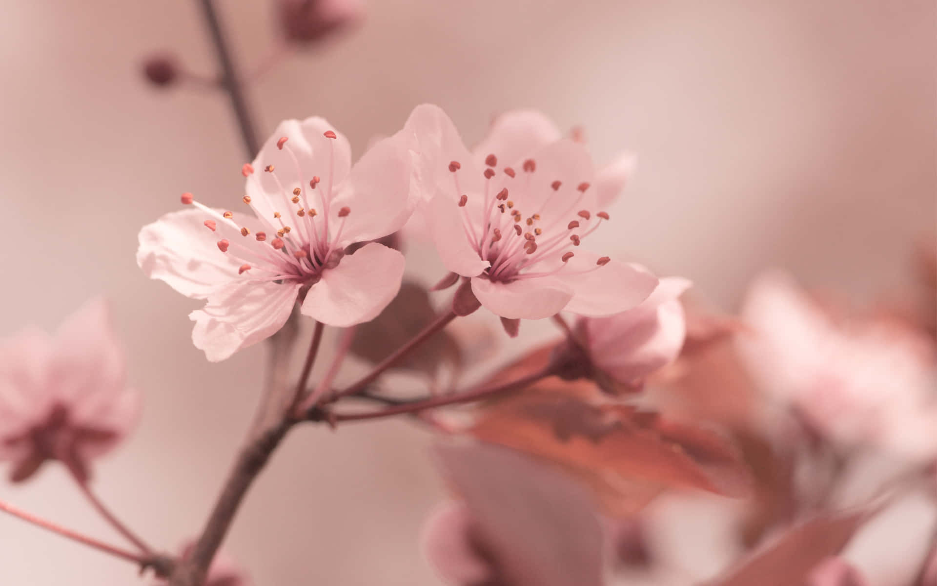 A Picture Of A Cherry Blossom Branch In Full Bloom, Perfect For Your Computer's Wallpaper Background