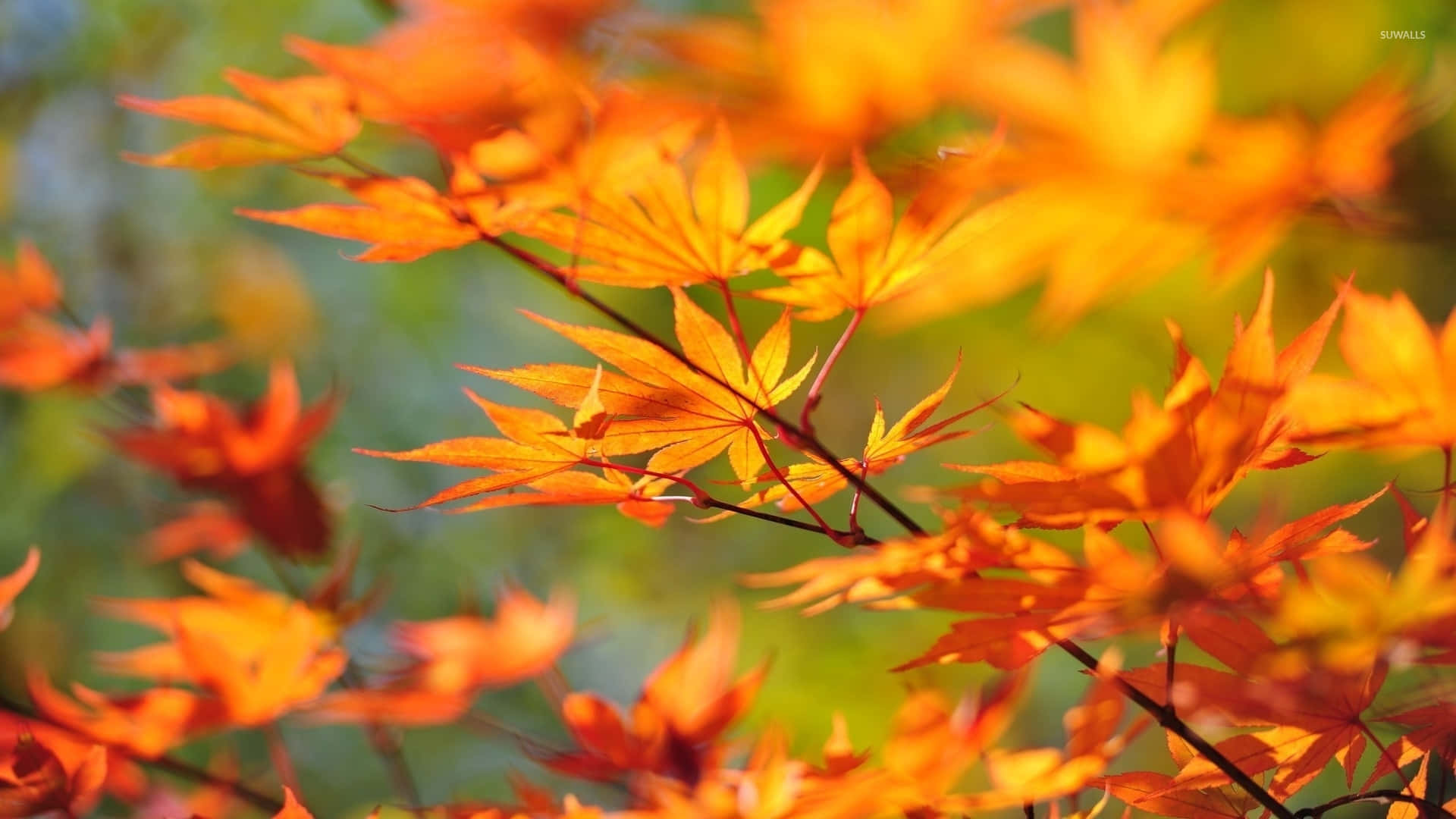A Picture Of A Single Orange And Yellow Autumn Leaf. Background