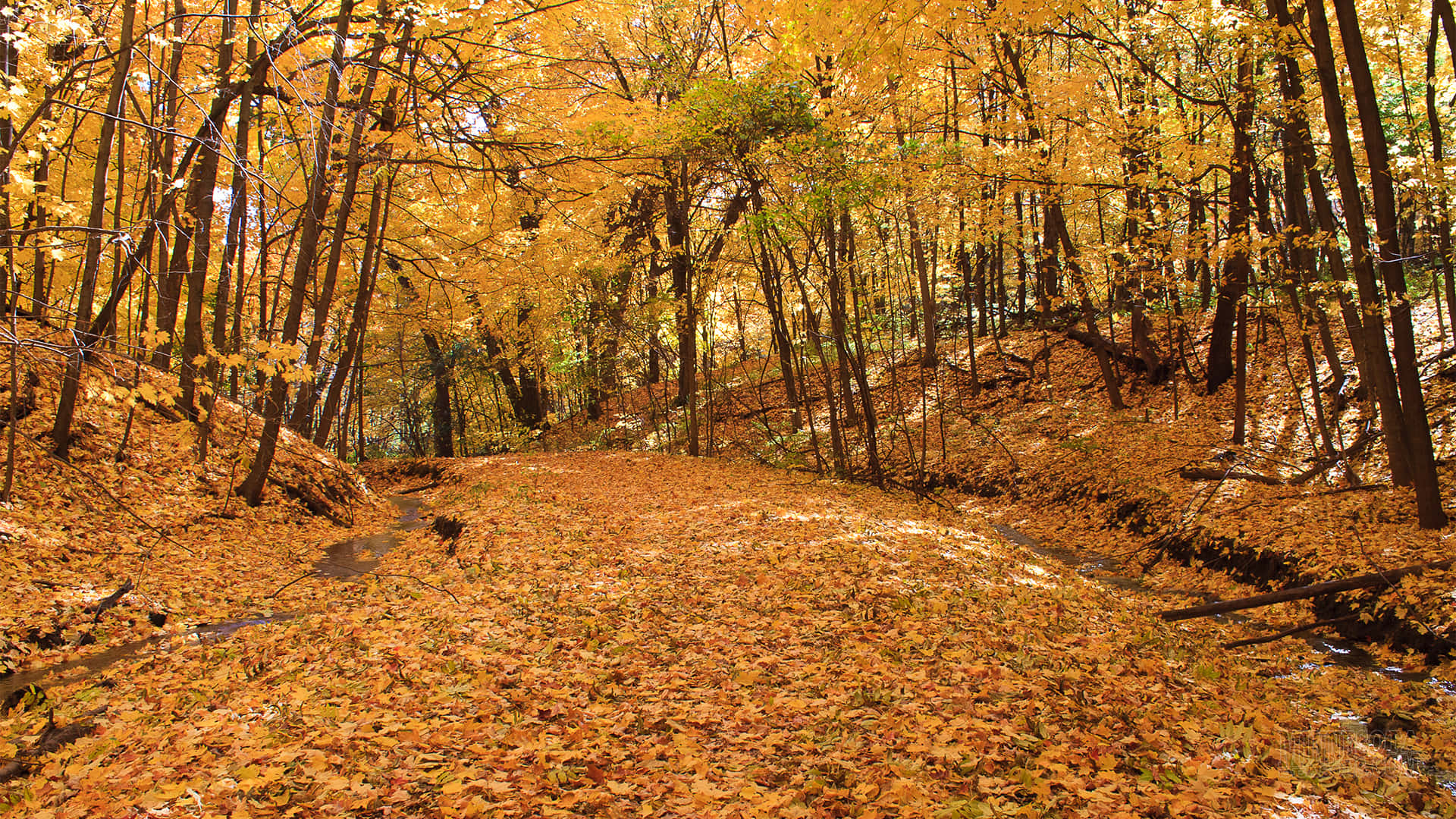 A Picturesque Early Fall Morning - The Perfect Time To Be Outdoors.