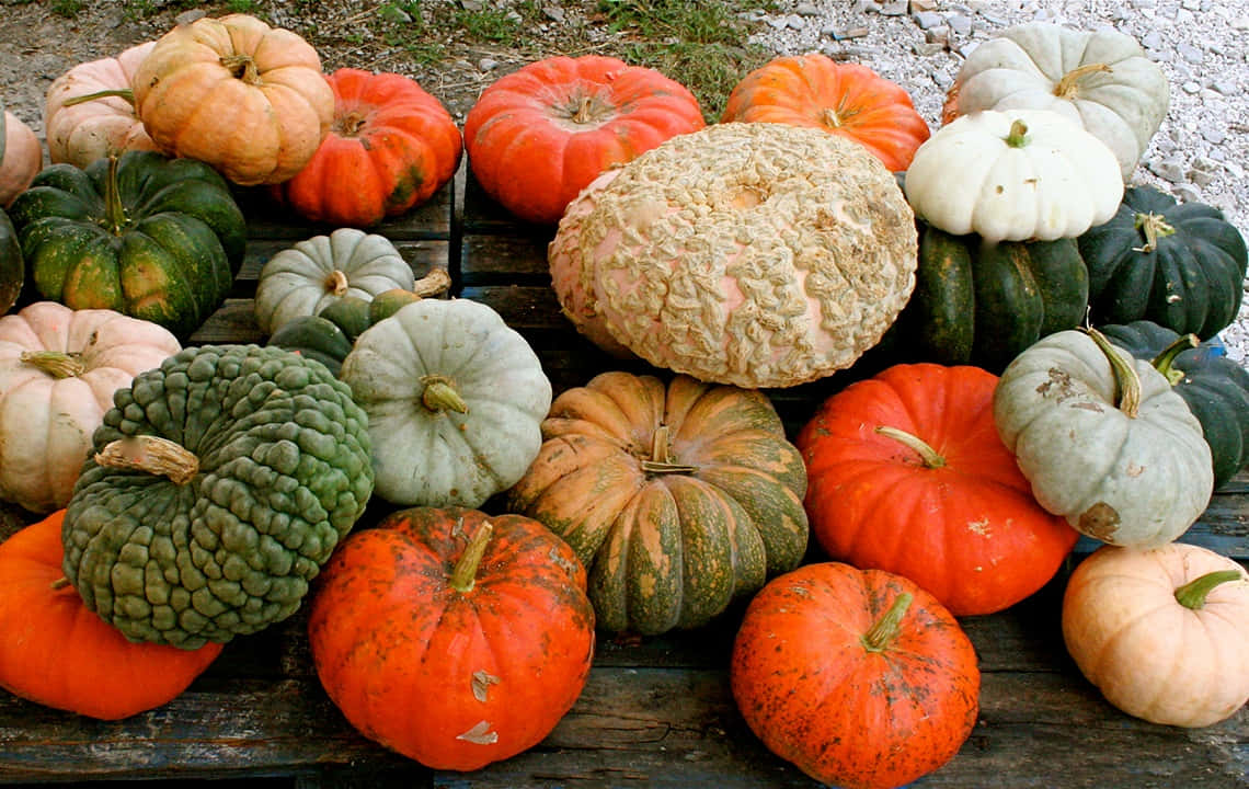 A Picturesque Fall Pumpkin Display Background