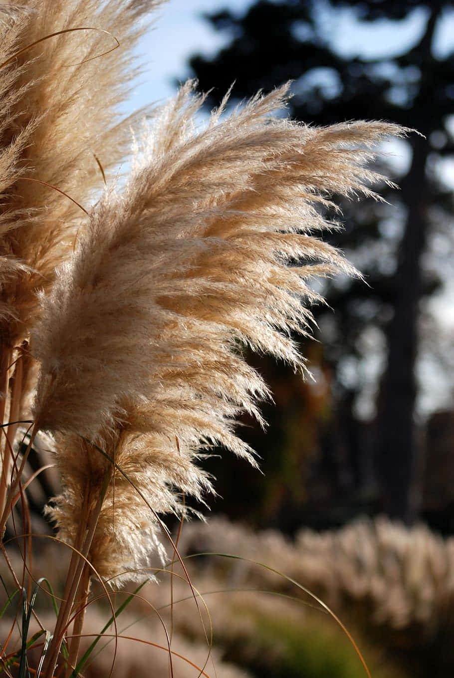 A Picturesque Landscape With Pampas Grass Swaying In The Wind. Background