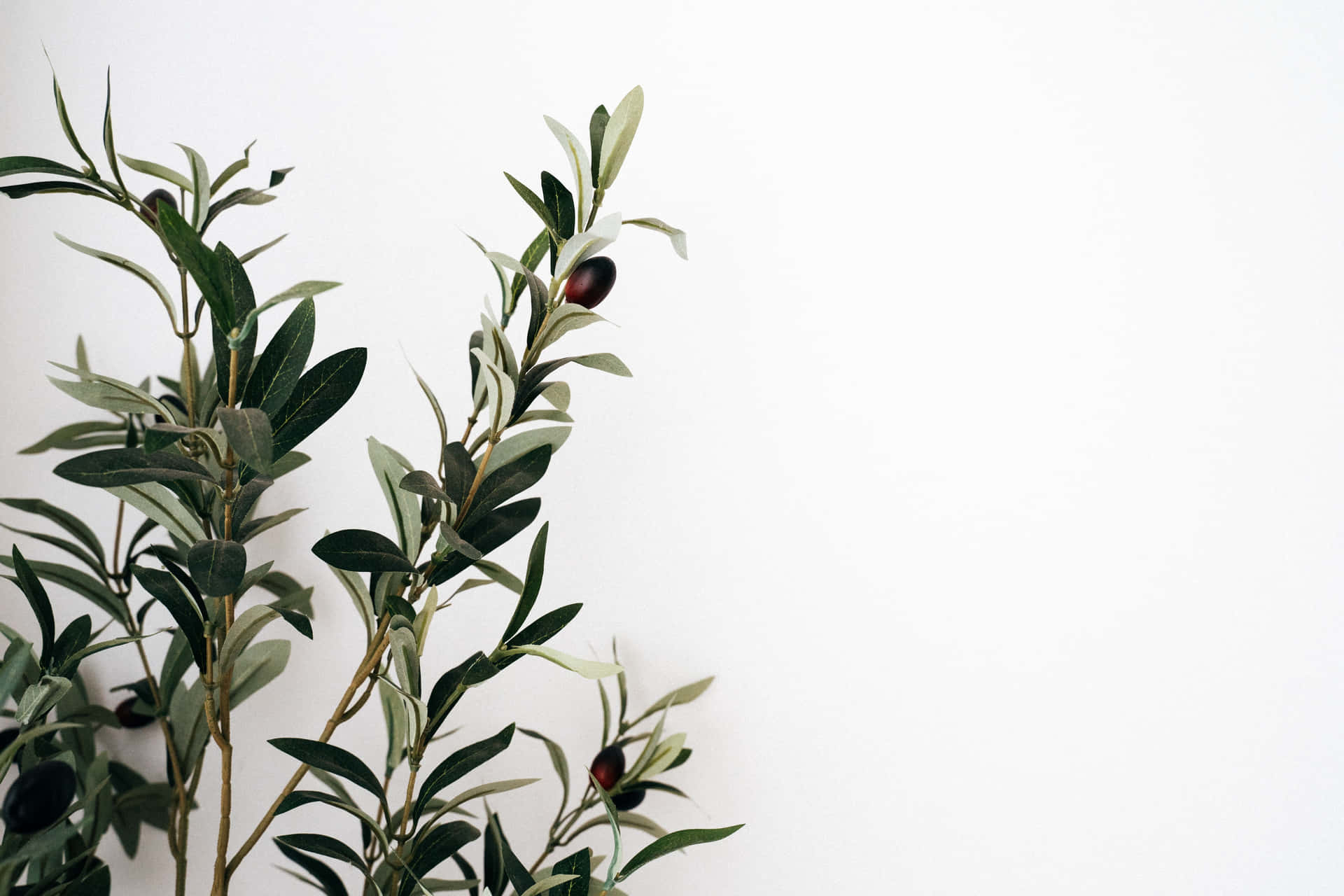 A Picturesque Olive Tree In Tuscany, Italy. Background