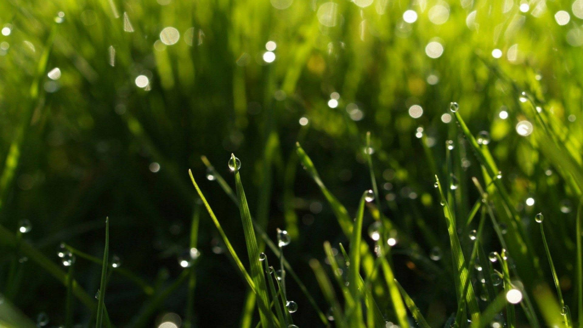 A Picturesque Scene With Raindrops On Vibrant Green Grass. Background