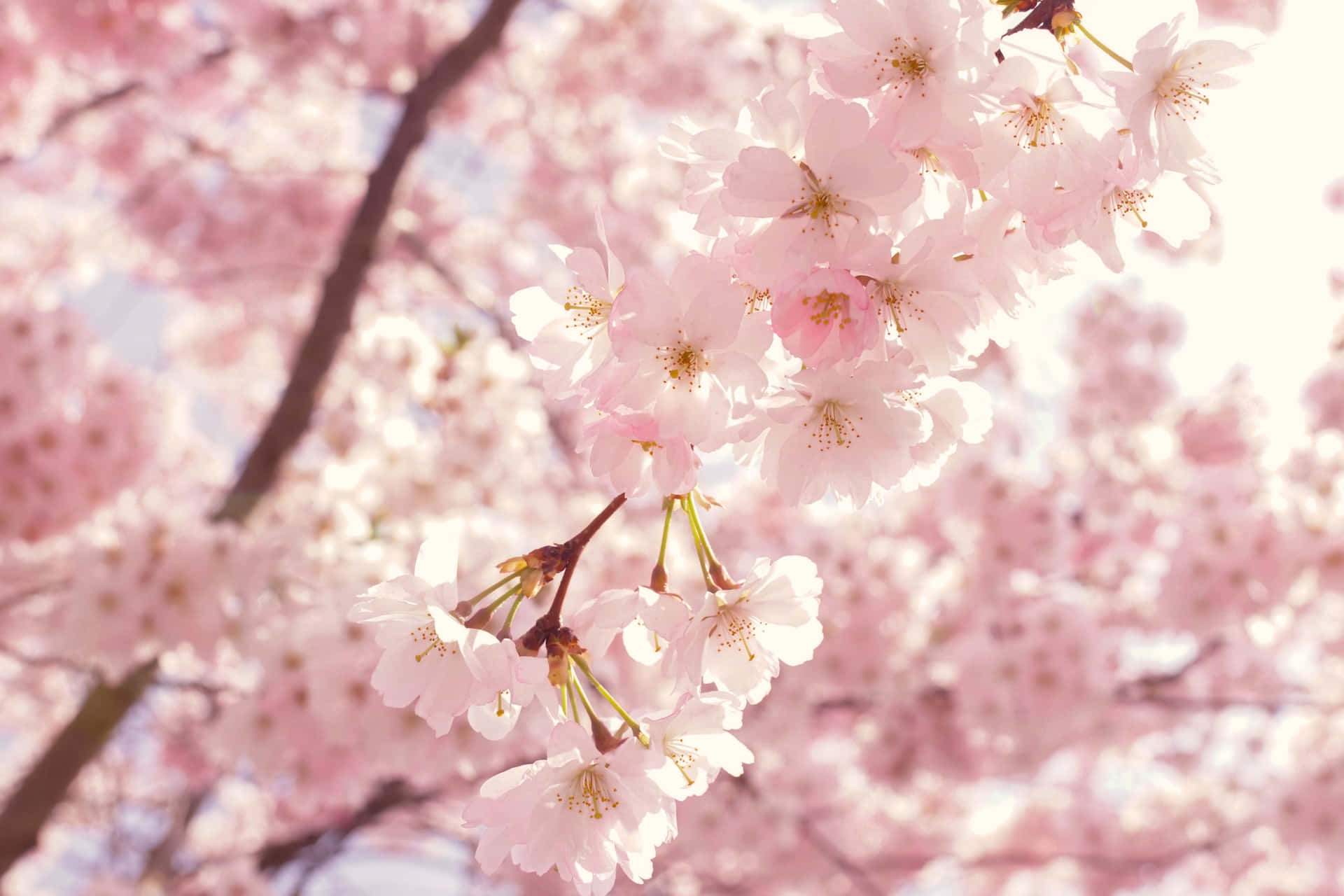 A Picturesque View Of A Sakura Blossom Tree In Spring Background