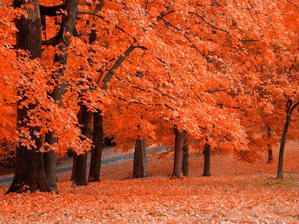 A Picturesque View Of Enchanting Autumn Trees In The Woods. Background