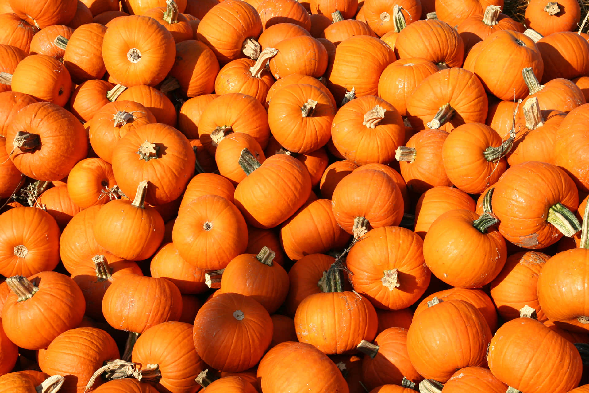 A Pile Of Orange Pumpkins Background