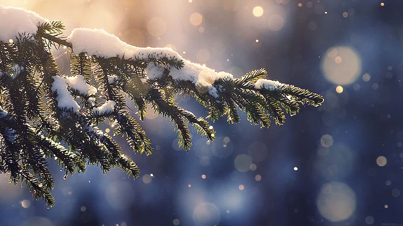 A Pine Tree Branch With Snow Falling On It Background