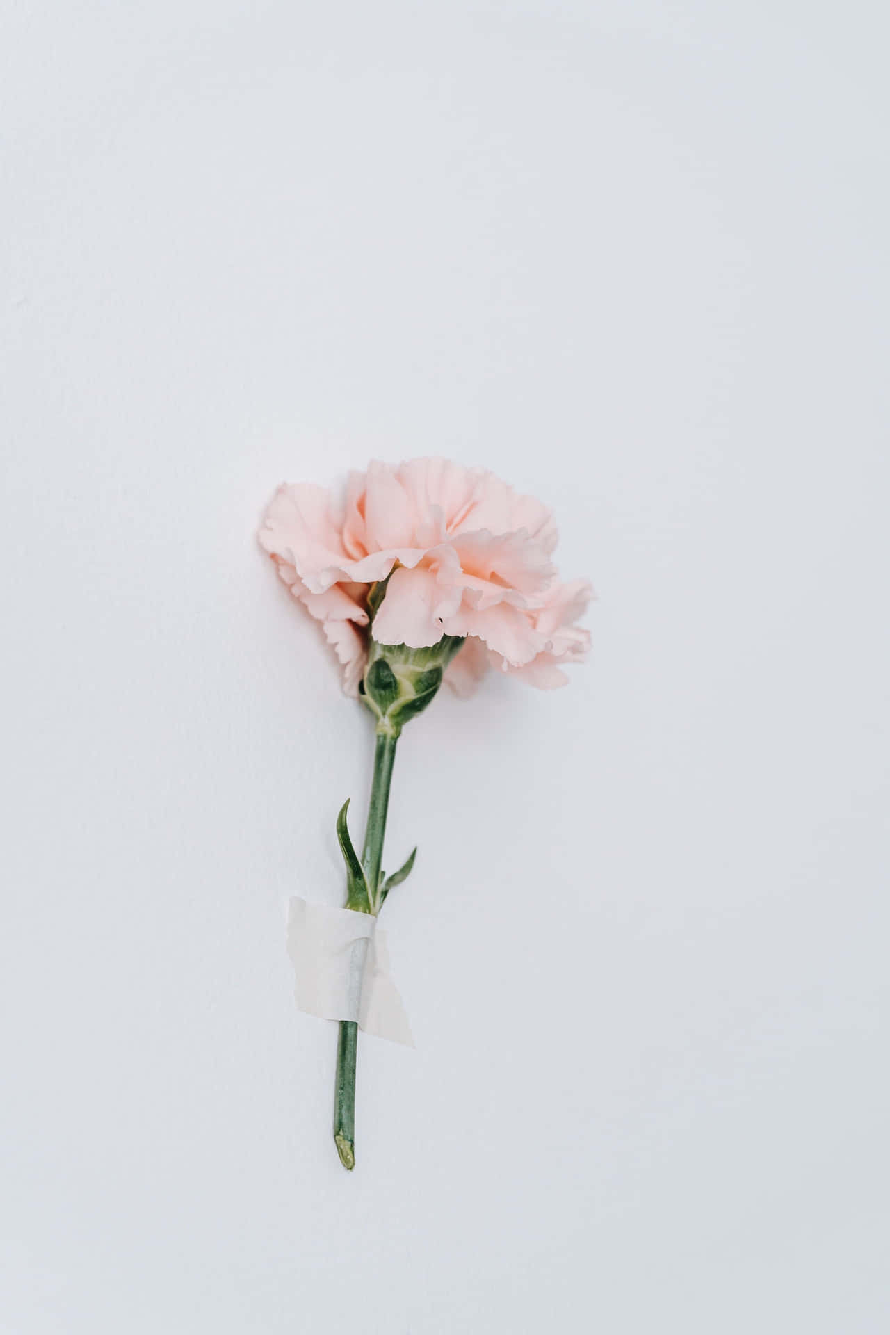 A Pink Carnation Flower Is Placed On A White Background