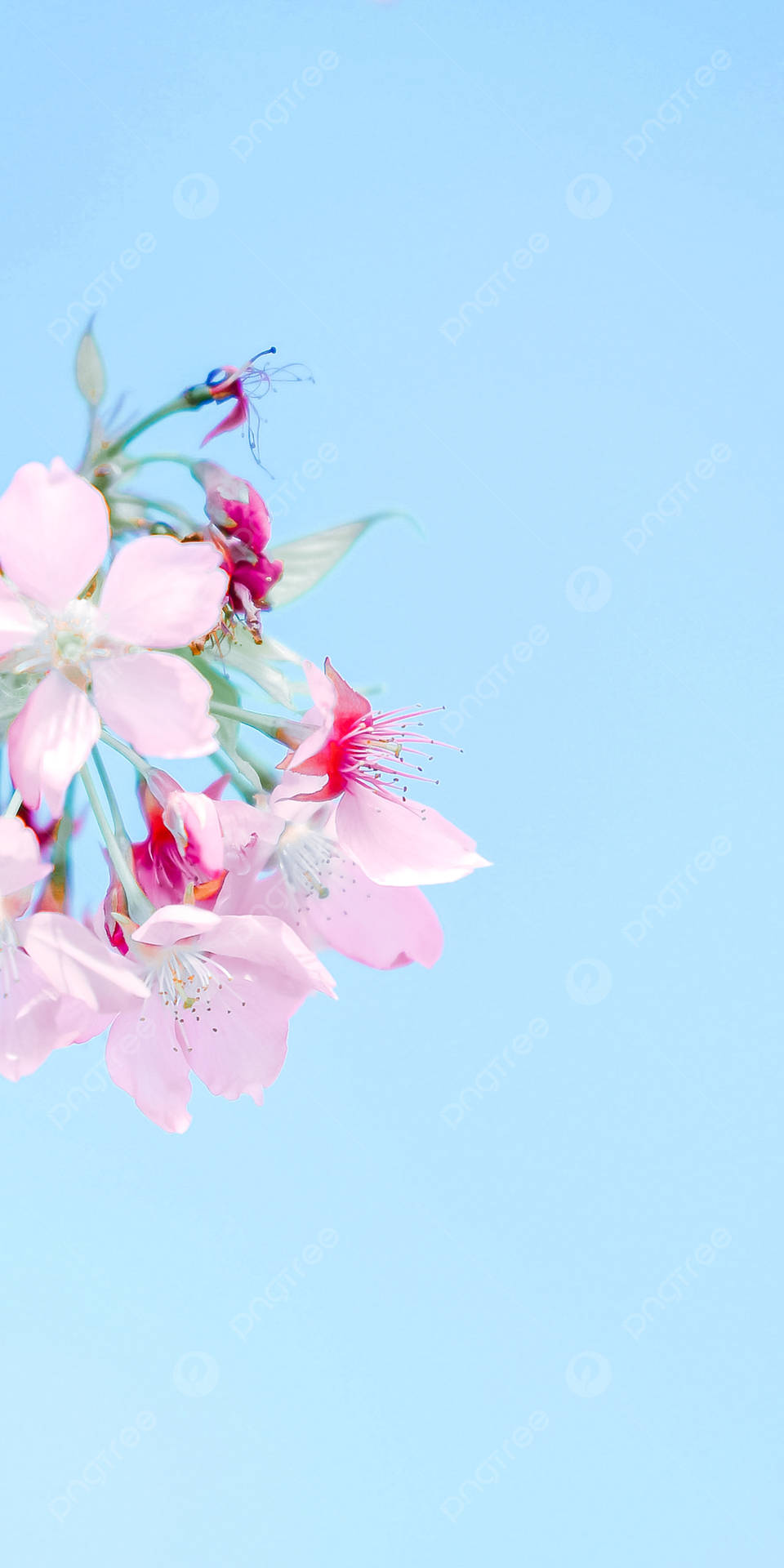 A Pink Cherry Blossom Background