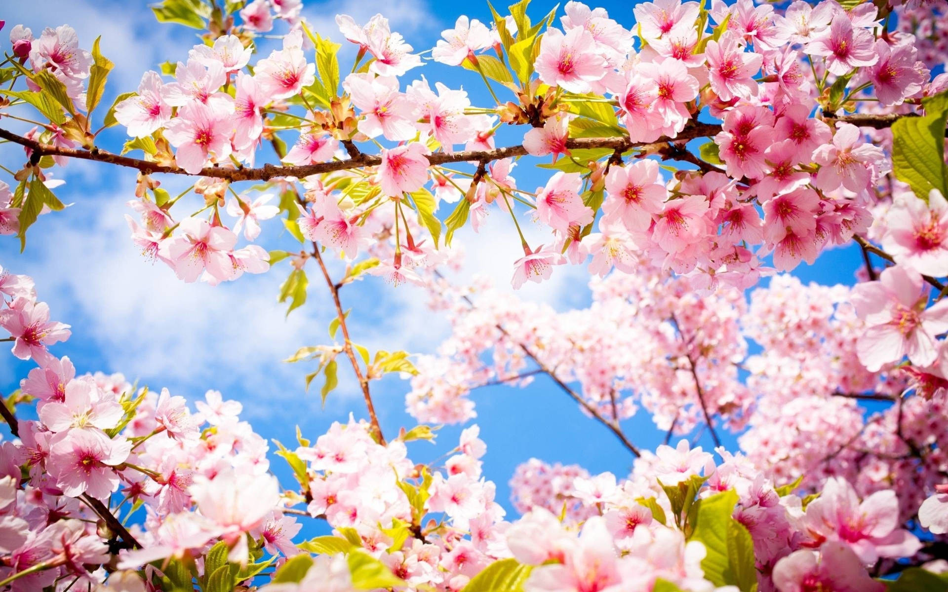 A Pink Cherry Blossom Tree Against A Blue Sky Background