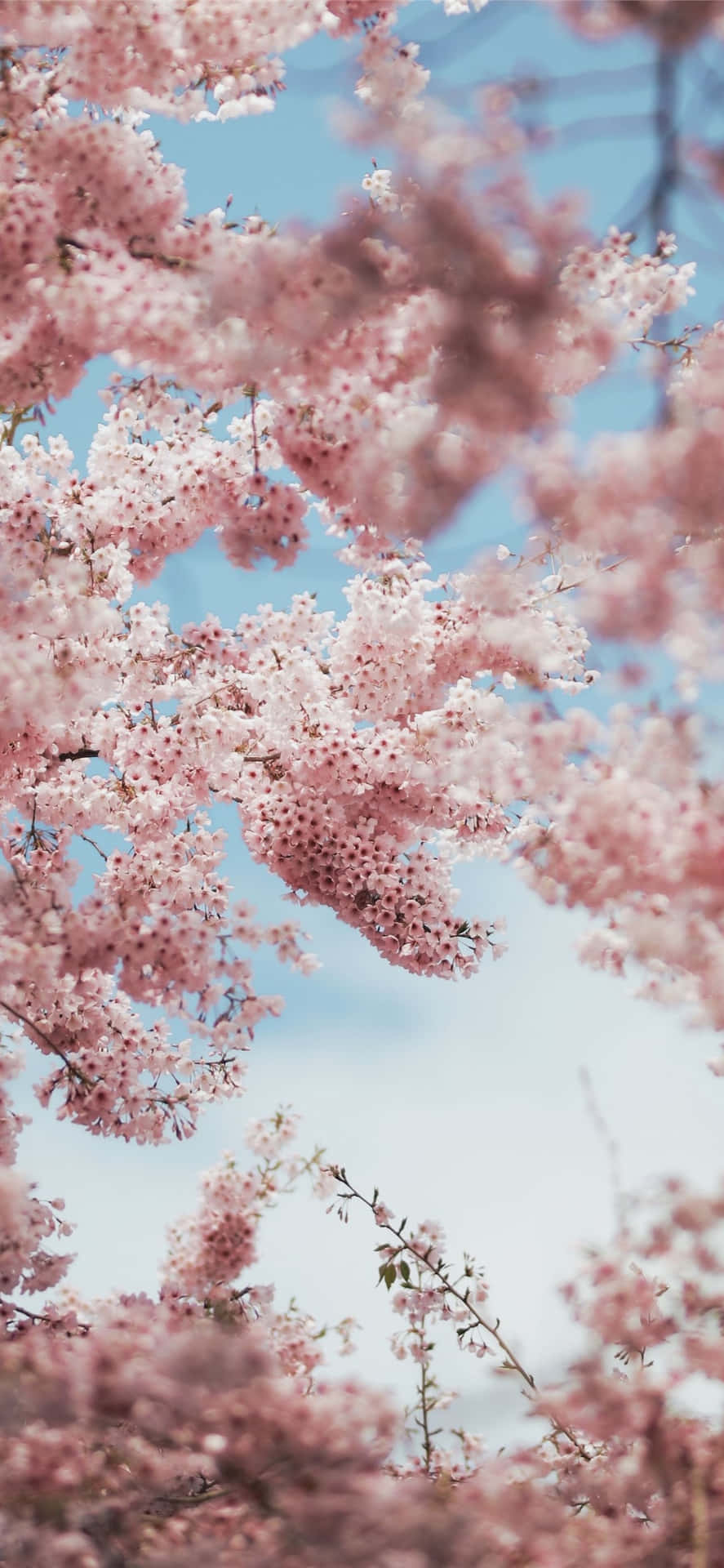 A Pink Cherry Blossom Tree Background