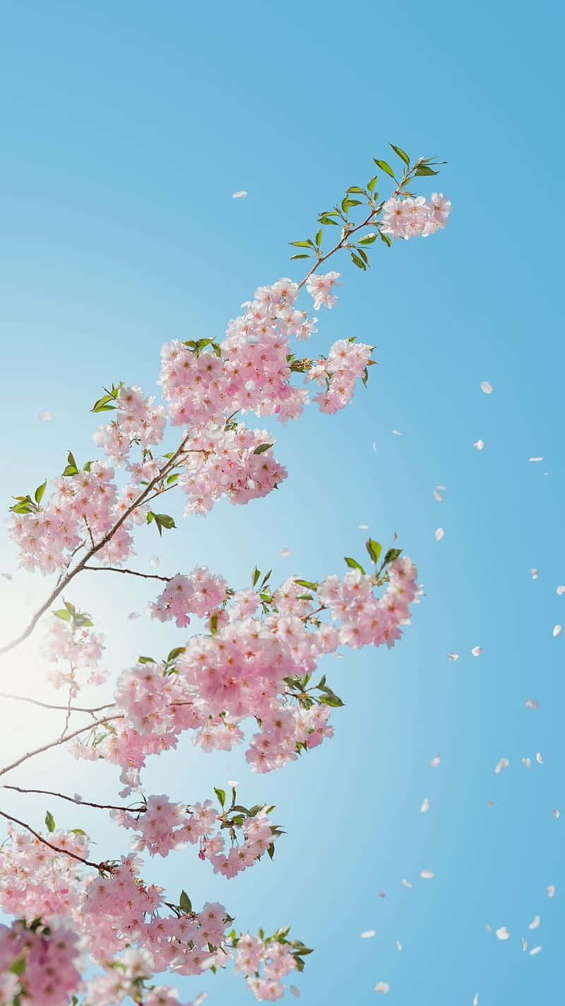 A Pink Cherry Blossom Tree With Blue Sky Background