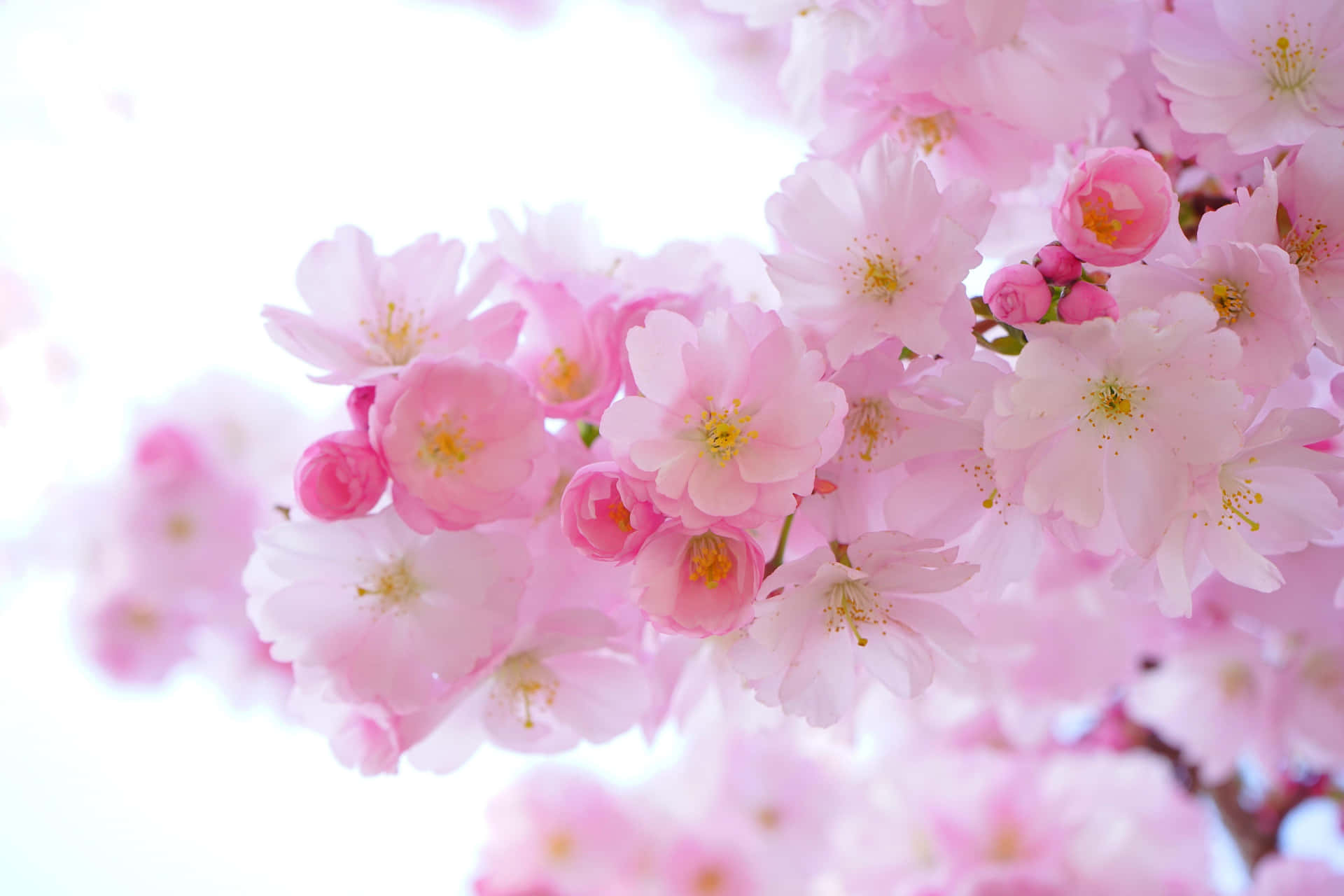 A Pink Cherry Blossom Tree With White Flowers Background