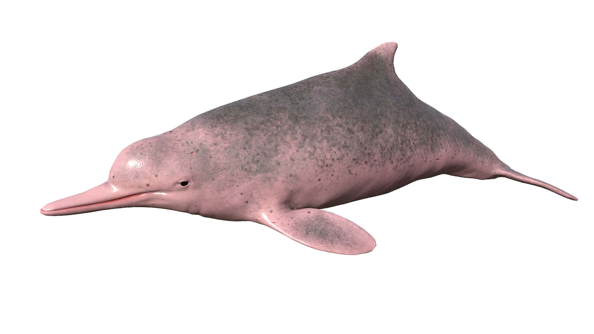 A Pink Dolphin Is Shown On A White Background
