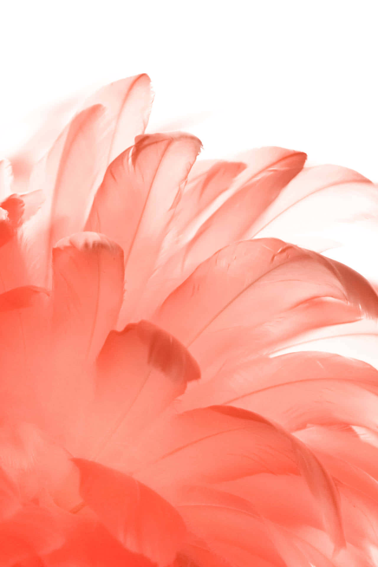 A Pink Feather On A White Background Background